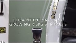 Ultra Potent Pot: Growing Risks and Impacts